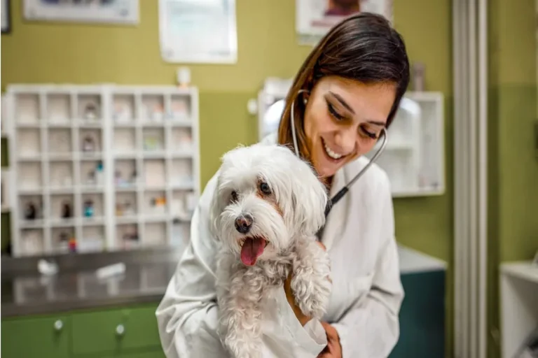 How Much Does a Vet Tech Make in PA Salary Guide Vet Tech