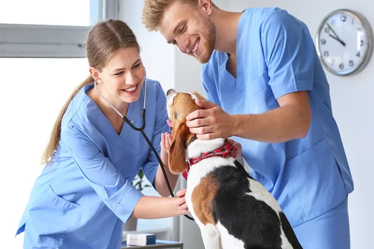 How Much Does A Vet Tech Make an Hour in 2026 Vet Tech