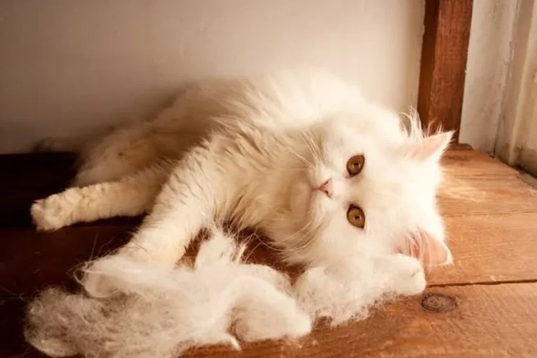 How to Reduce Cat Shedding: 12 Proven Tips for Less Fur How to reduce cat shedding