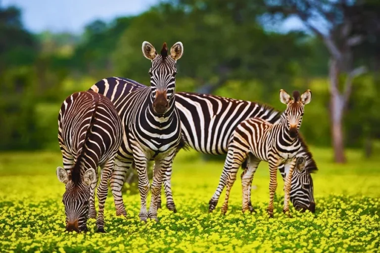 Natural Beauty And Wildlife: A Connection With Nature Natural Beauty